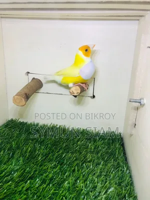 Goldian Finch