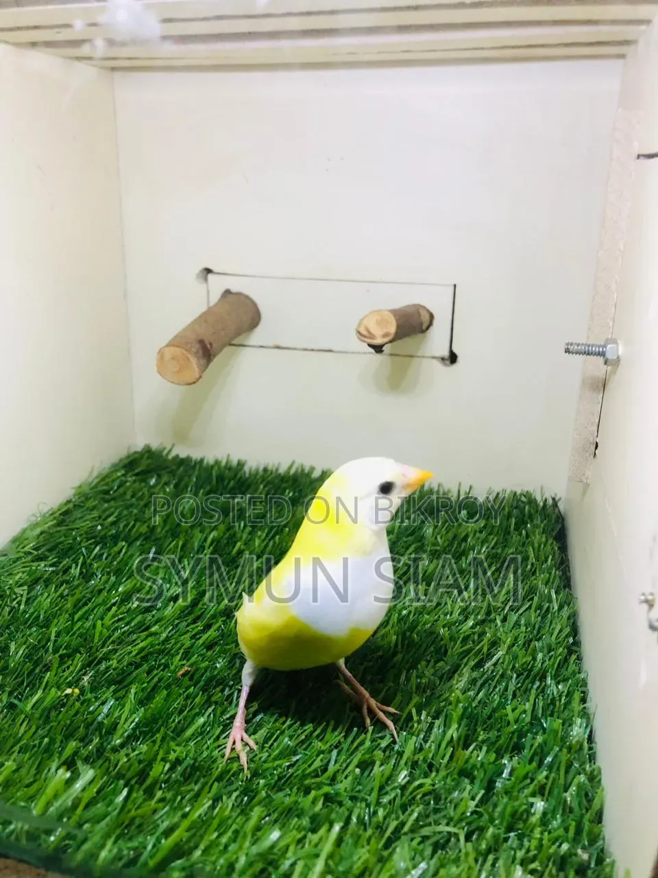 Goldian Finch