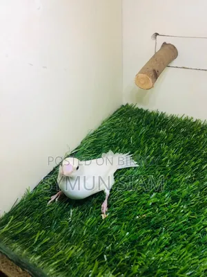 Goldian Finch