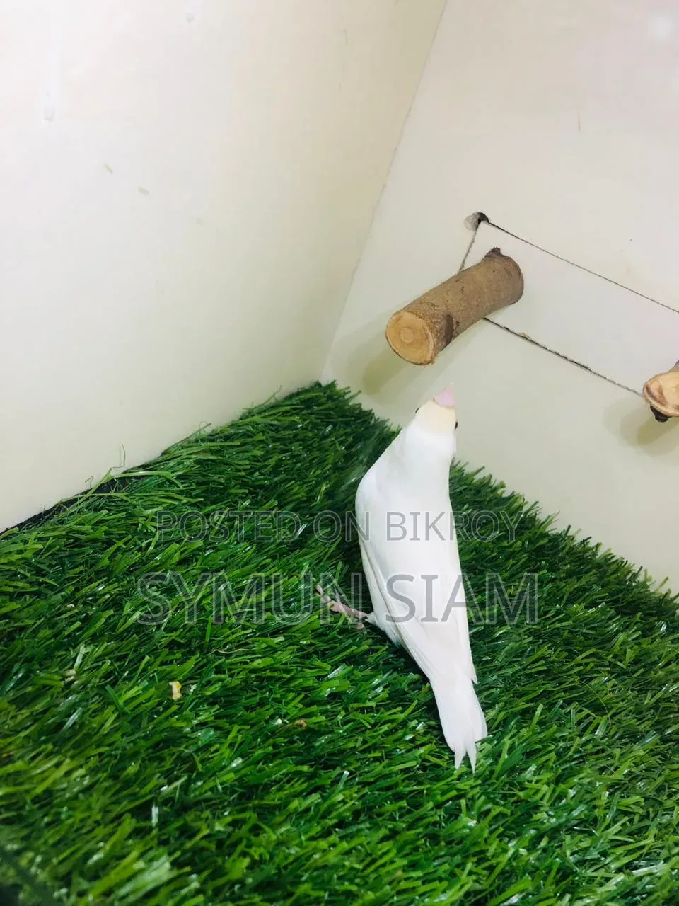 Goldian Finch