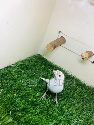Goldian Finch