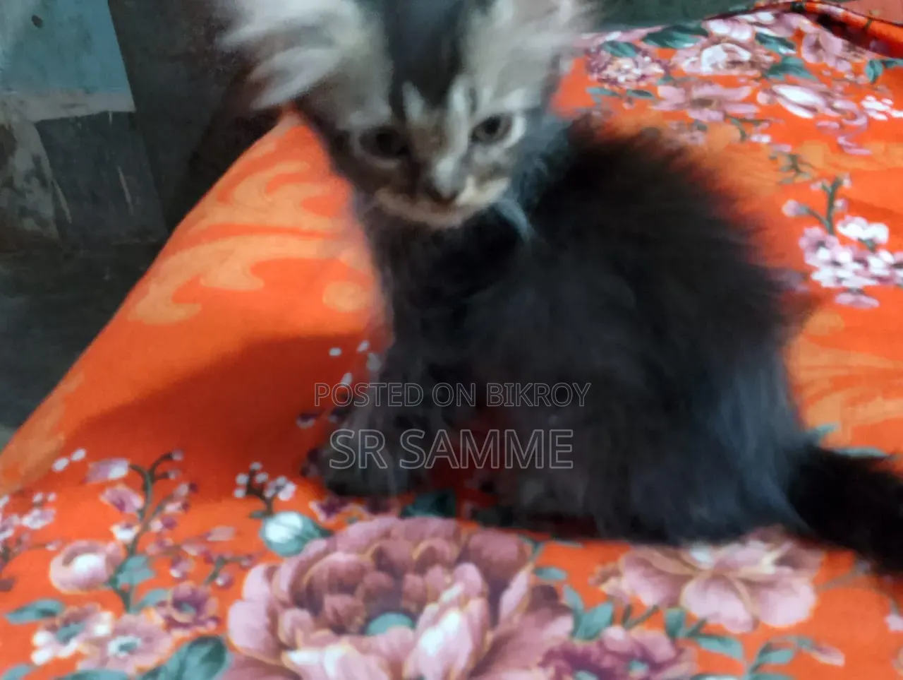 1-3 Months Male Purebred Persian
