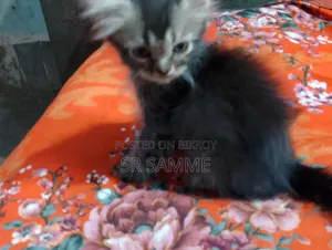 1-3 Months Male Purebred Persian