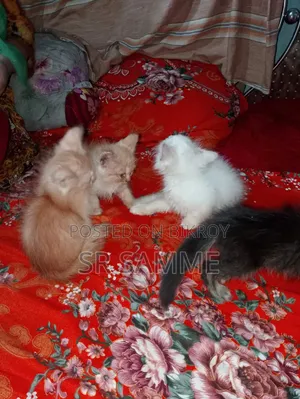 1-3 Months Male Purebred Persian