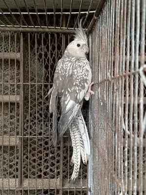 Running Cocatel Bird