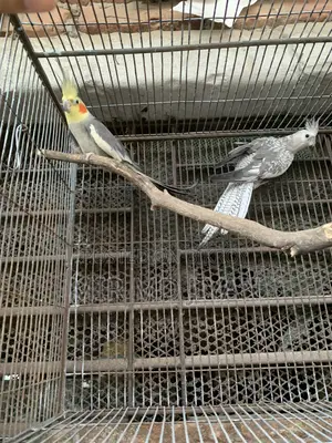 Running Cocatel Bird