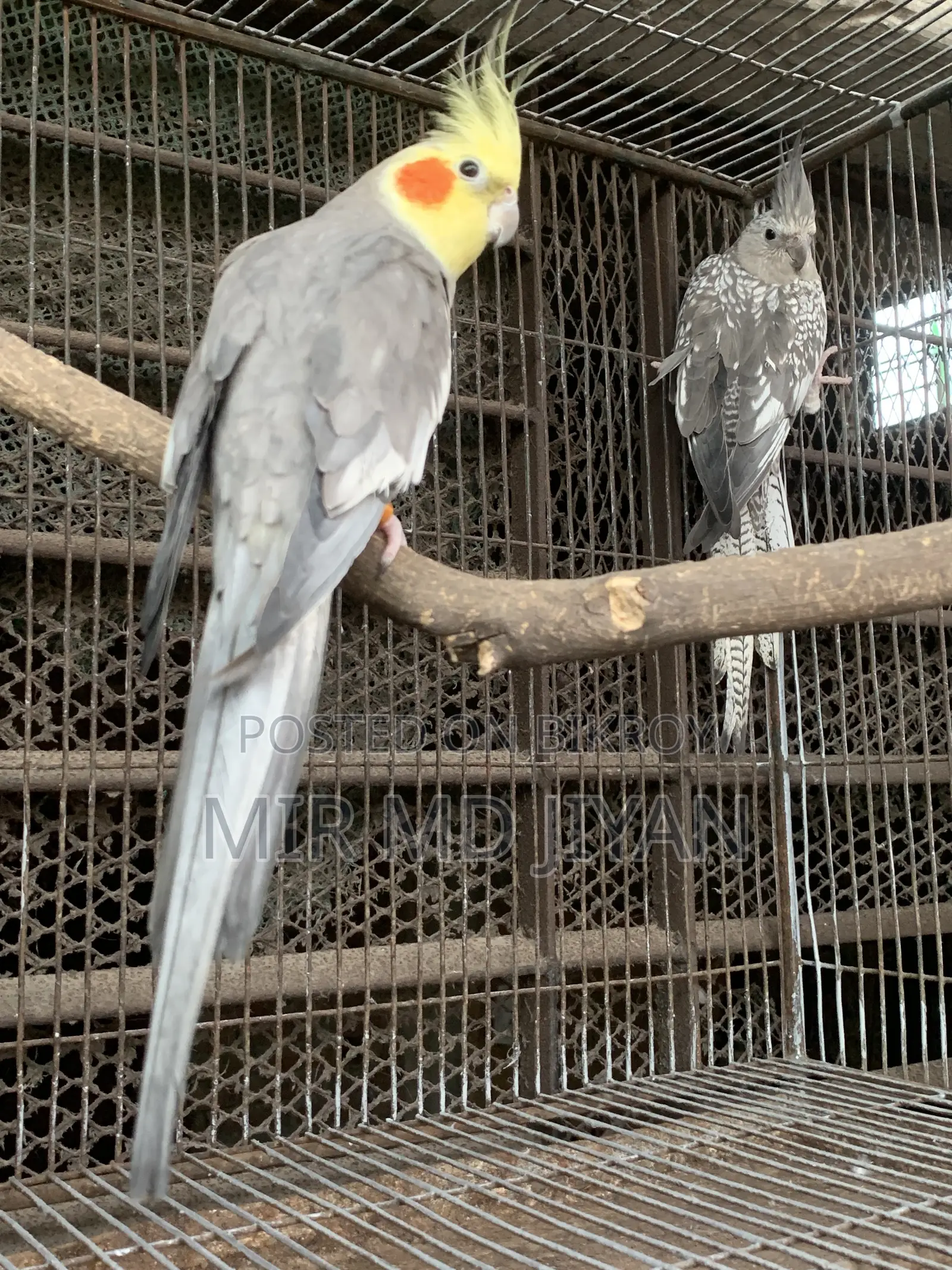 Running Cocatel Bird