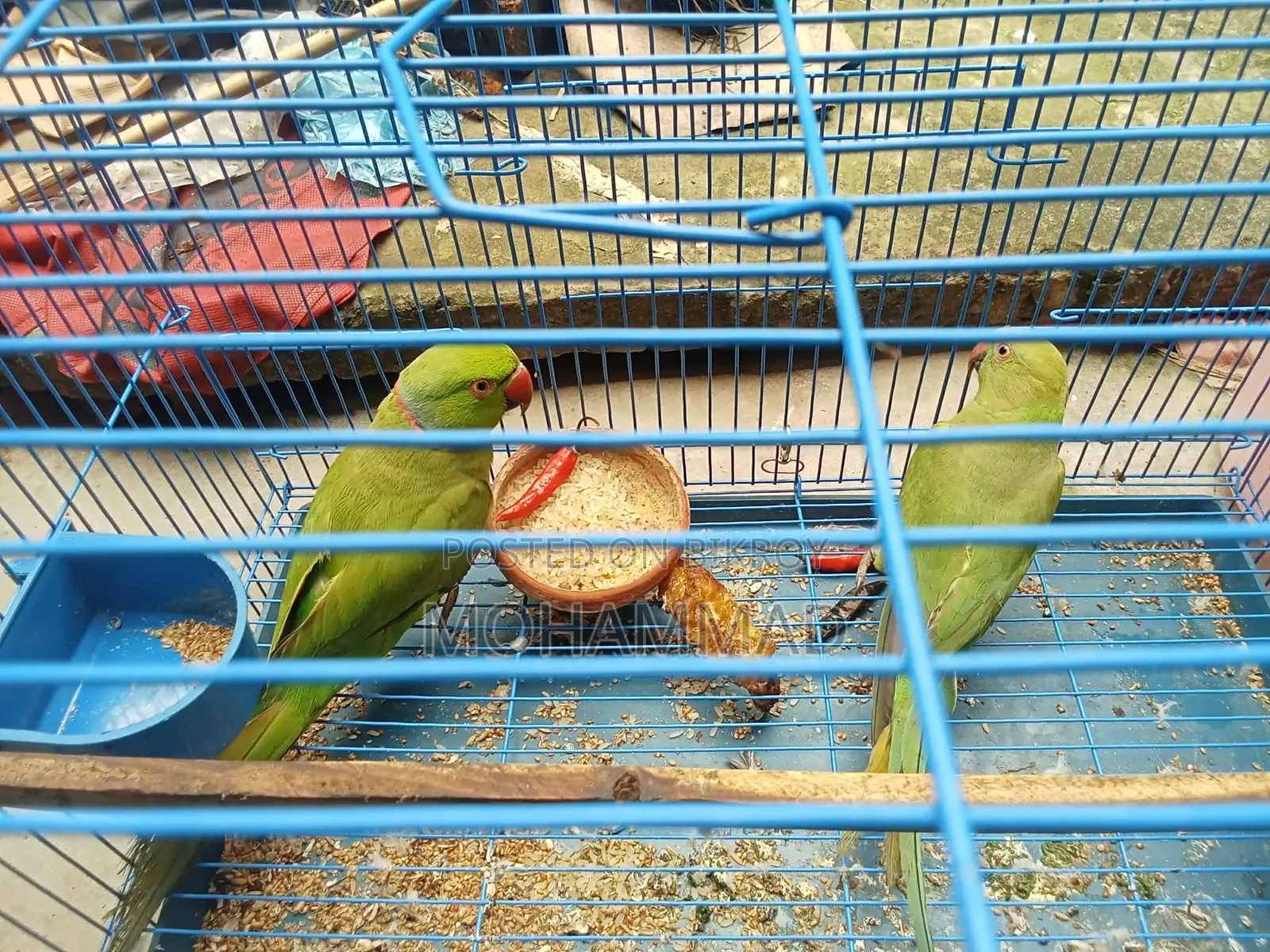 Parrot