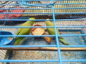 Parrot