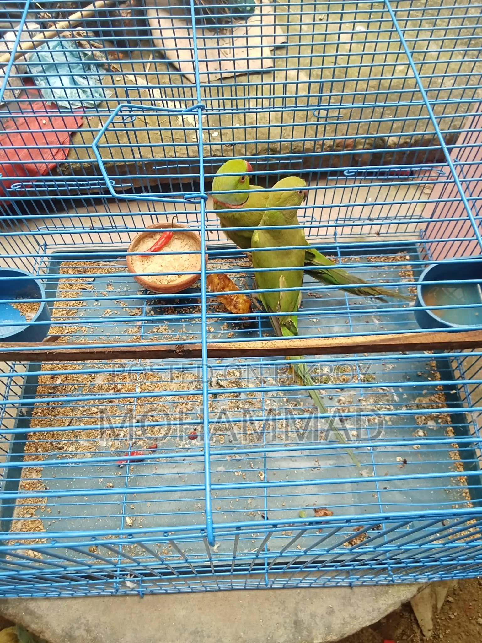 Parrot