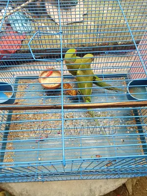 Parrot