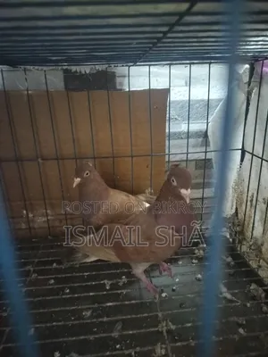 Red Sunni Pigeon