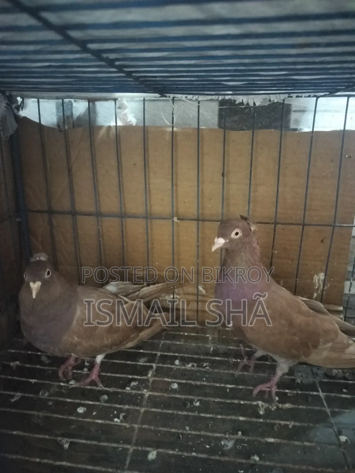 Red Sunni Pigeon
