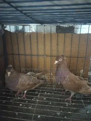 Red Sunni Pigeon