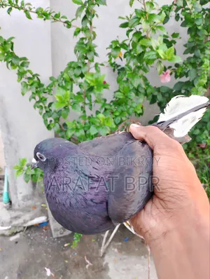 মোসালদোম নর
