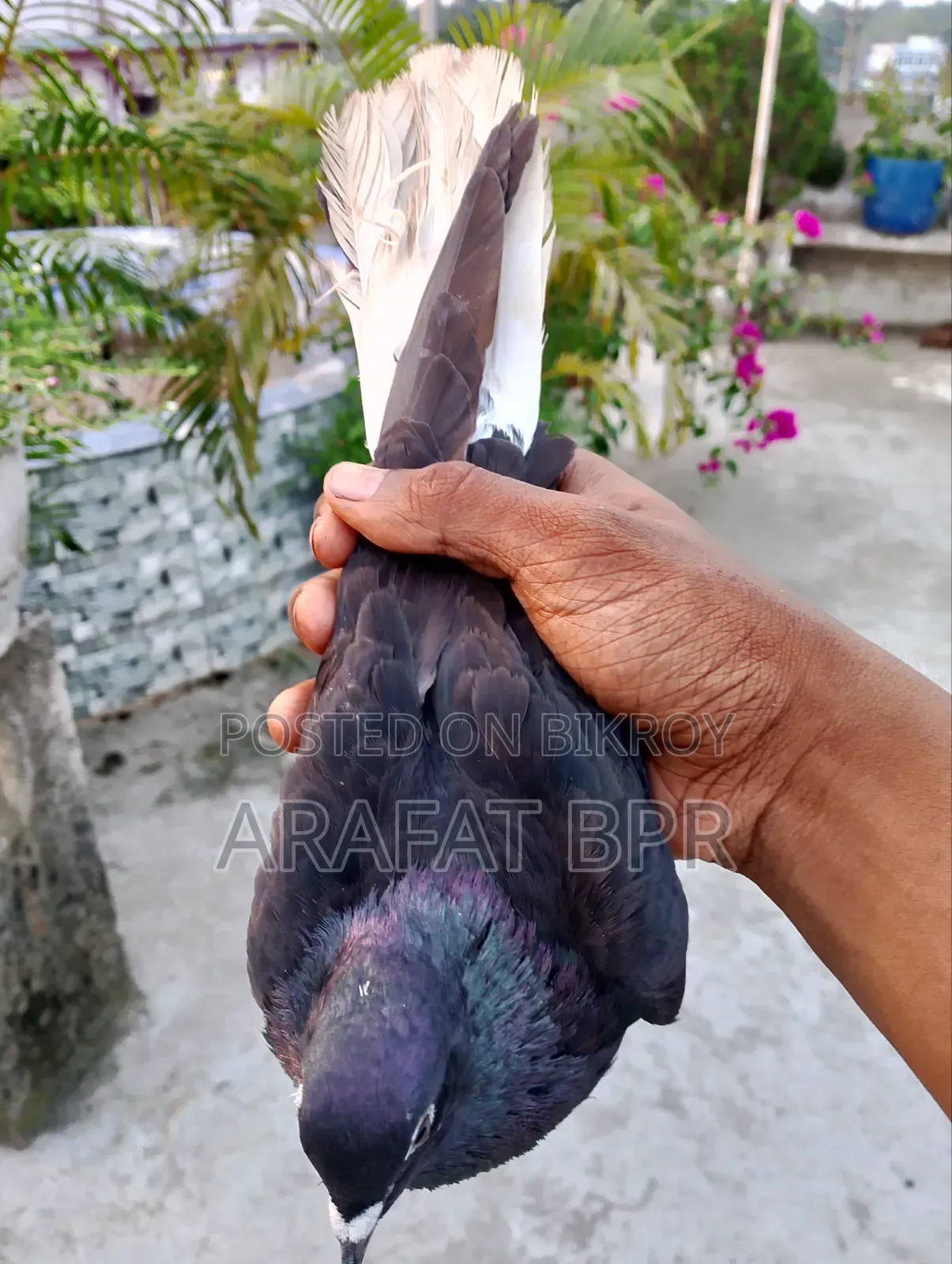মোসালদোম নর