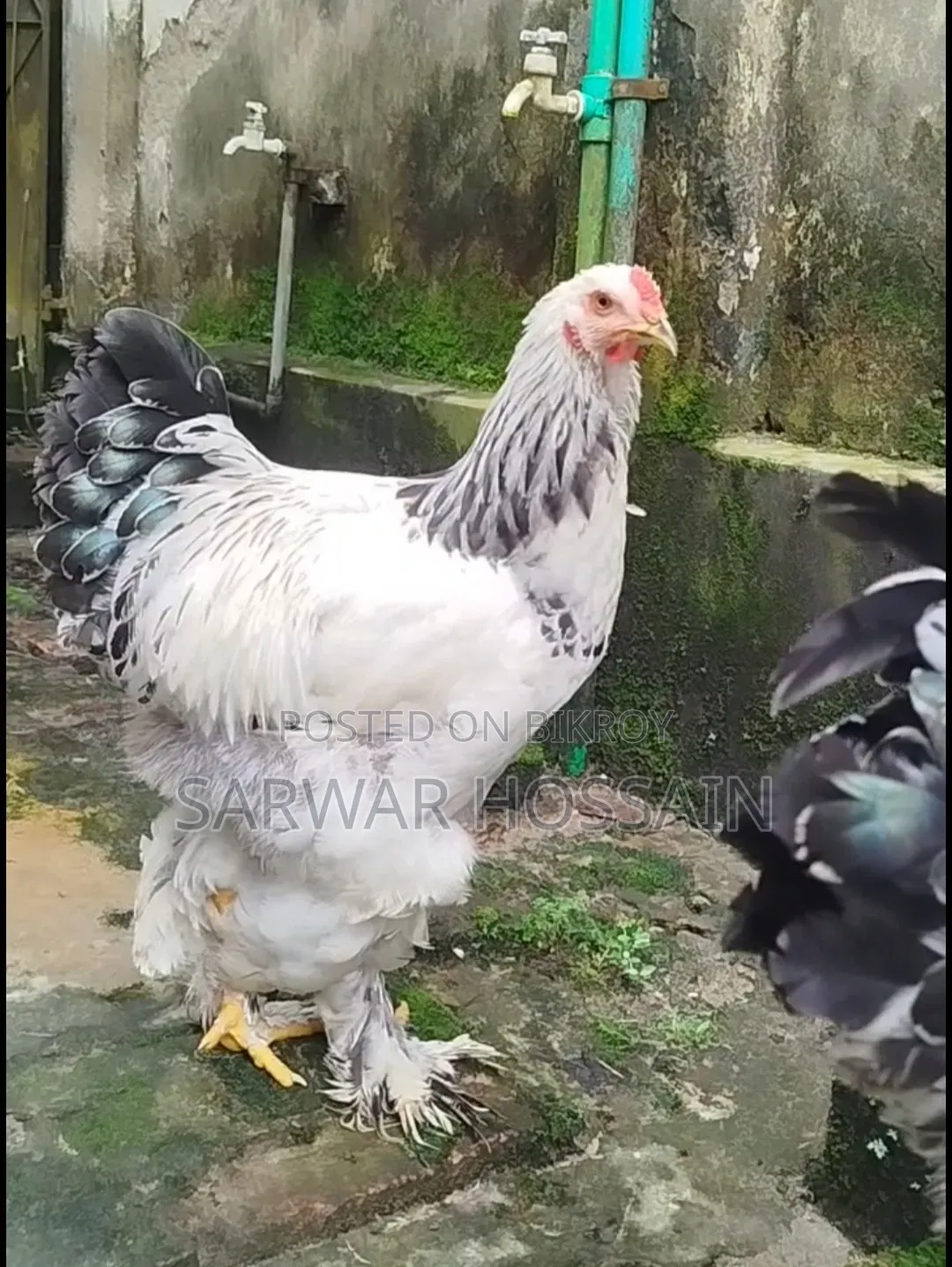 Colombia Light Male