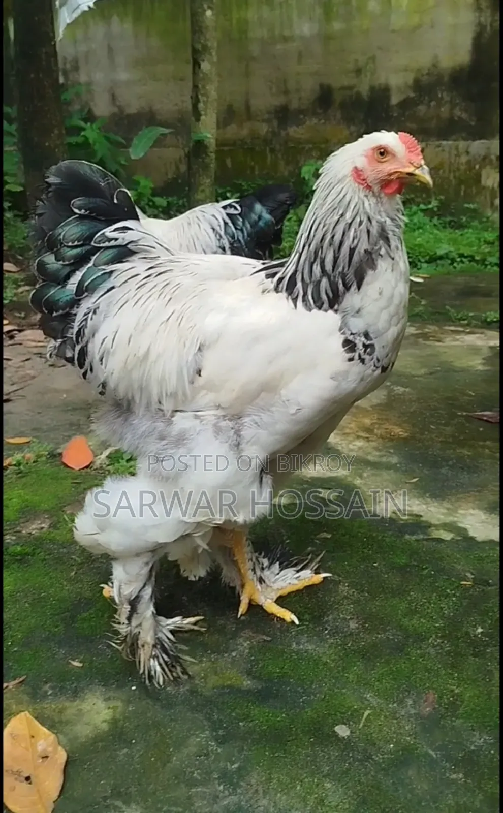 Colombia Light Male