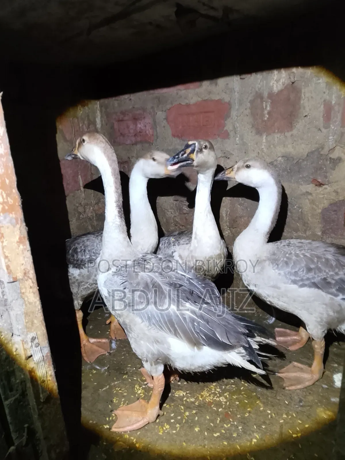 6-month-old Raj Goose