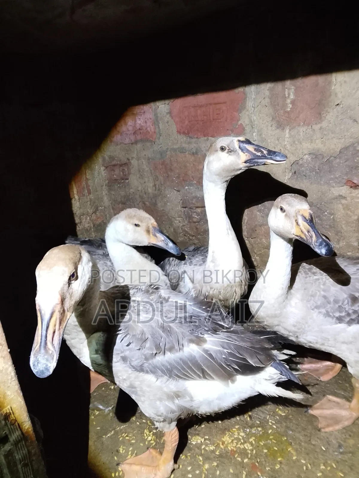 6-month-old Raj Goose
