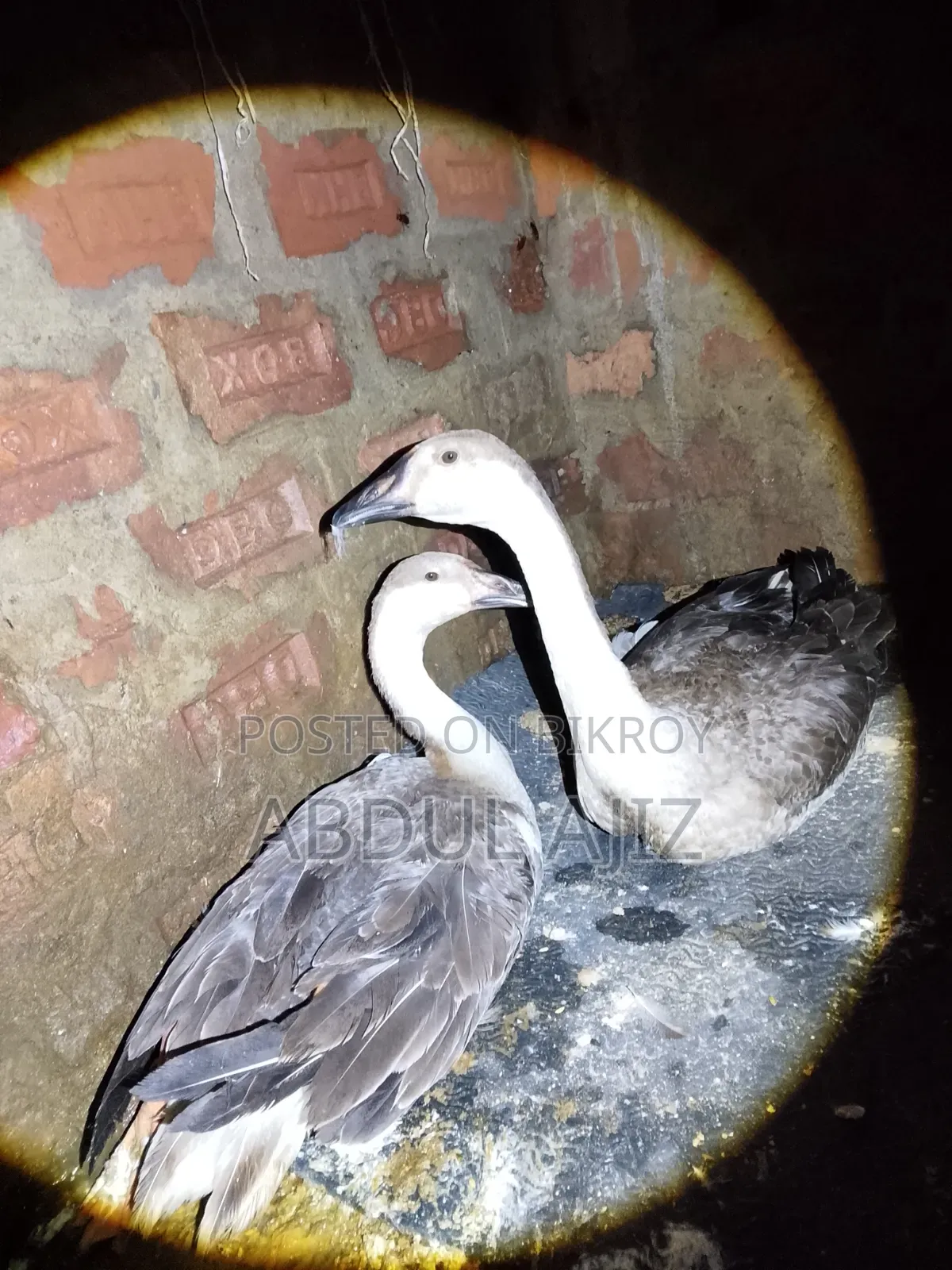 6-month-old Raj Goose