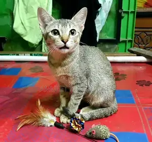 3-6 Months Female Mixed Breed Bengal