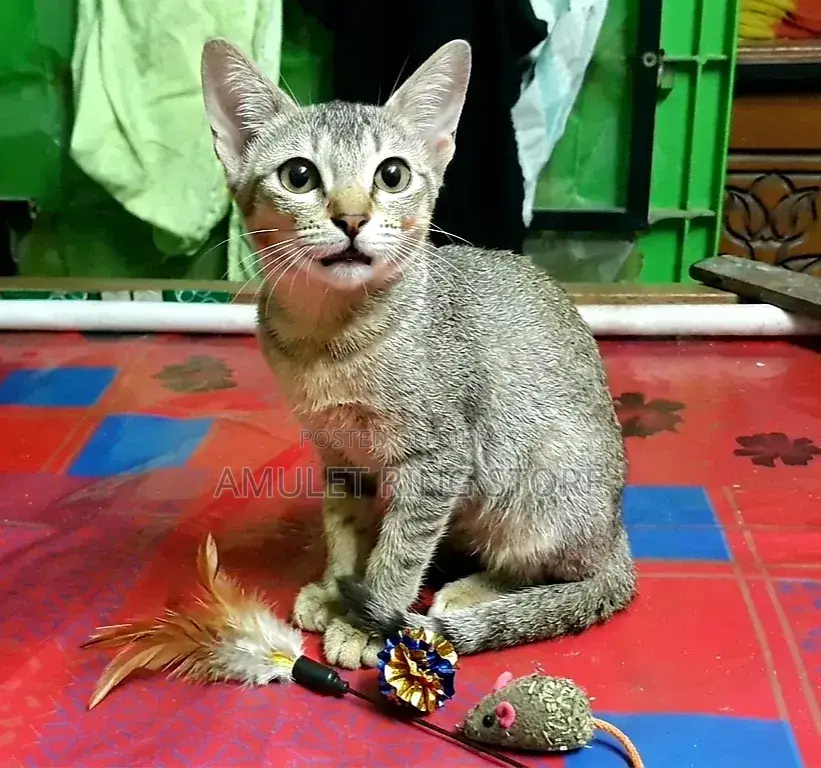 3-6 Months Female Mixed Breed Bengal