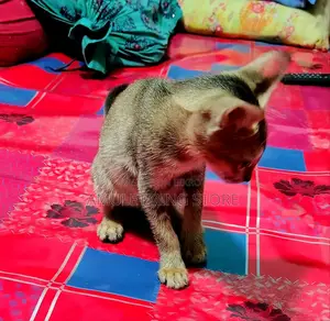 3-6 Months Female Mixed Breed Bengal