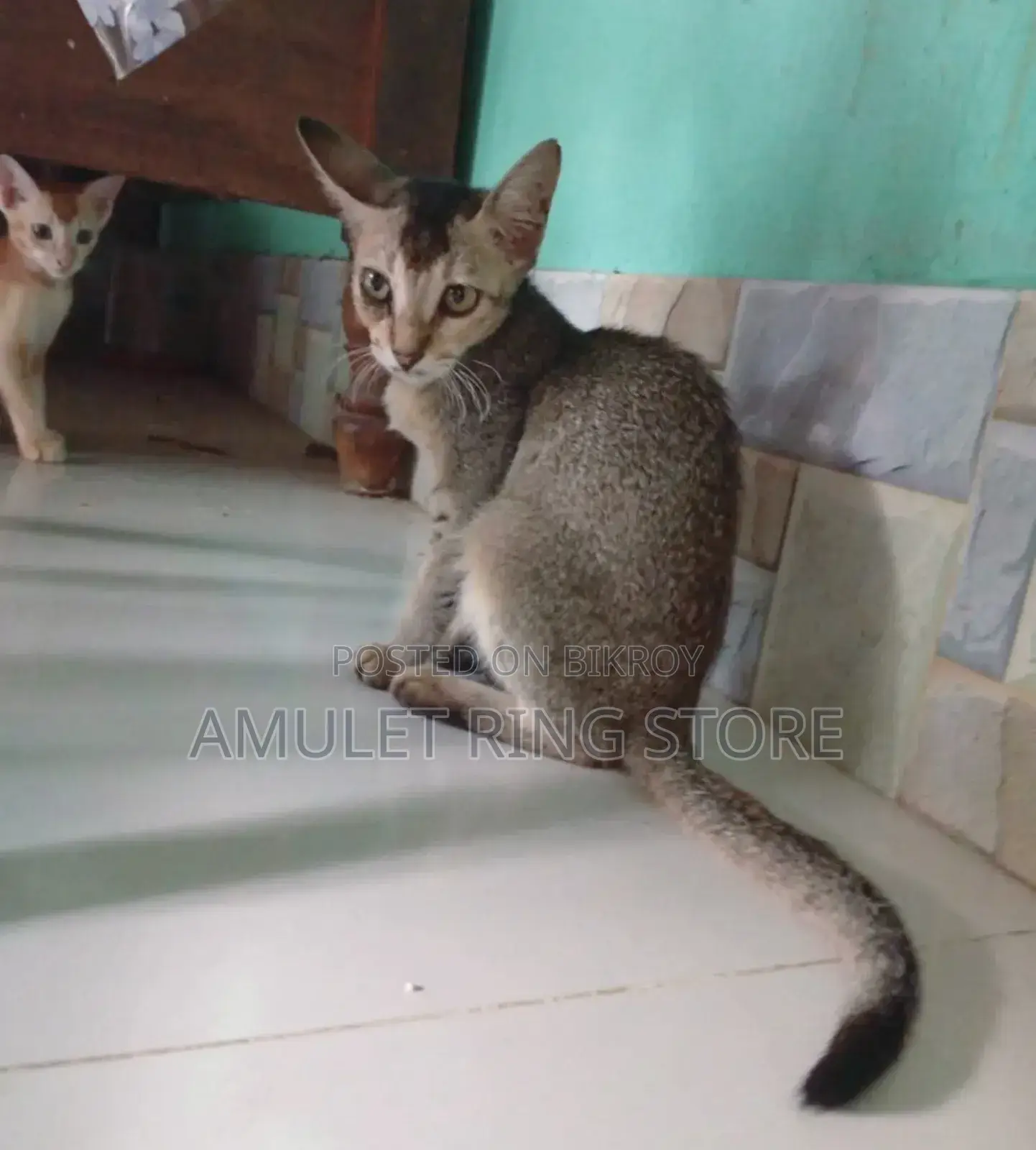 3-6 Months Female Mixed Breed Bengal