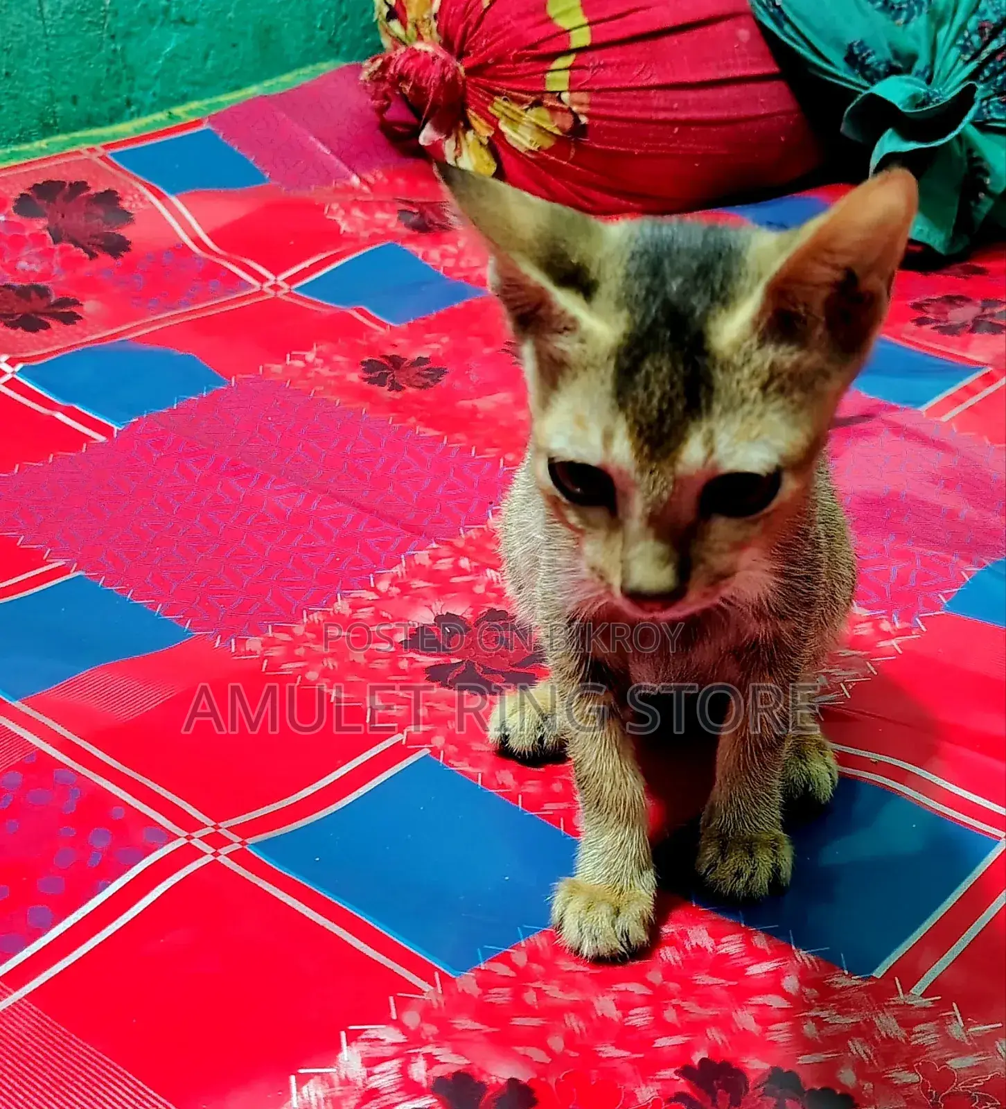 3-6 Months Female Mixed Breed Bengal