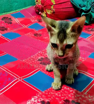 3-6 Months Female Mixed Breed Bengal