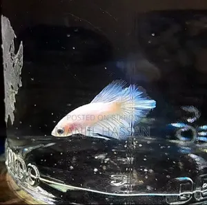 Betta Fish