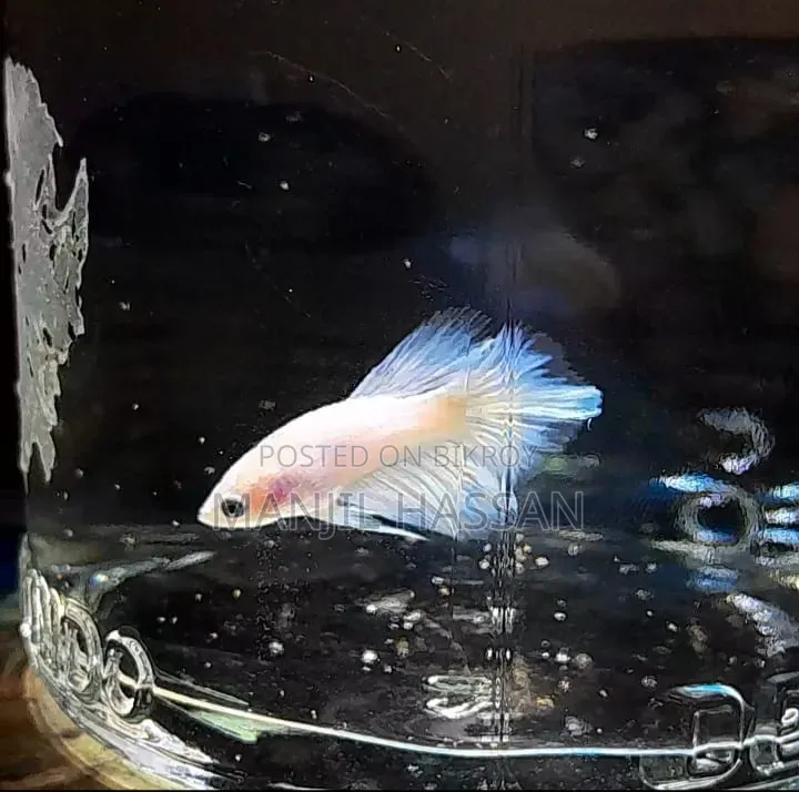 Betta Fish