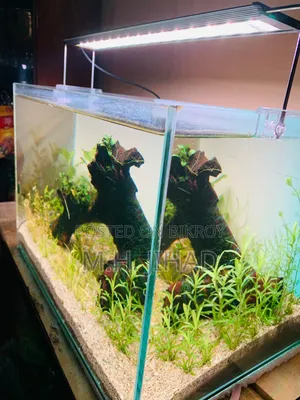 Planted Aquarium Setup