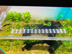 Planted Aquarium Setup