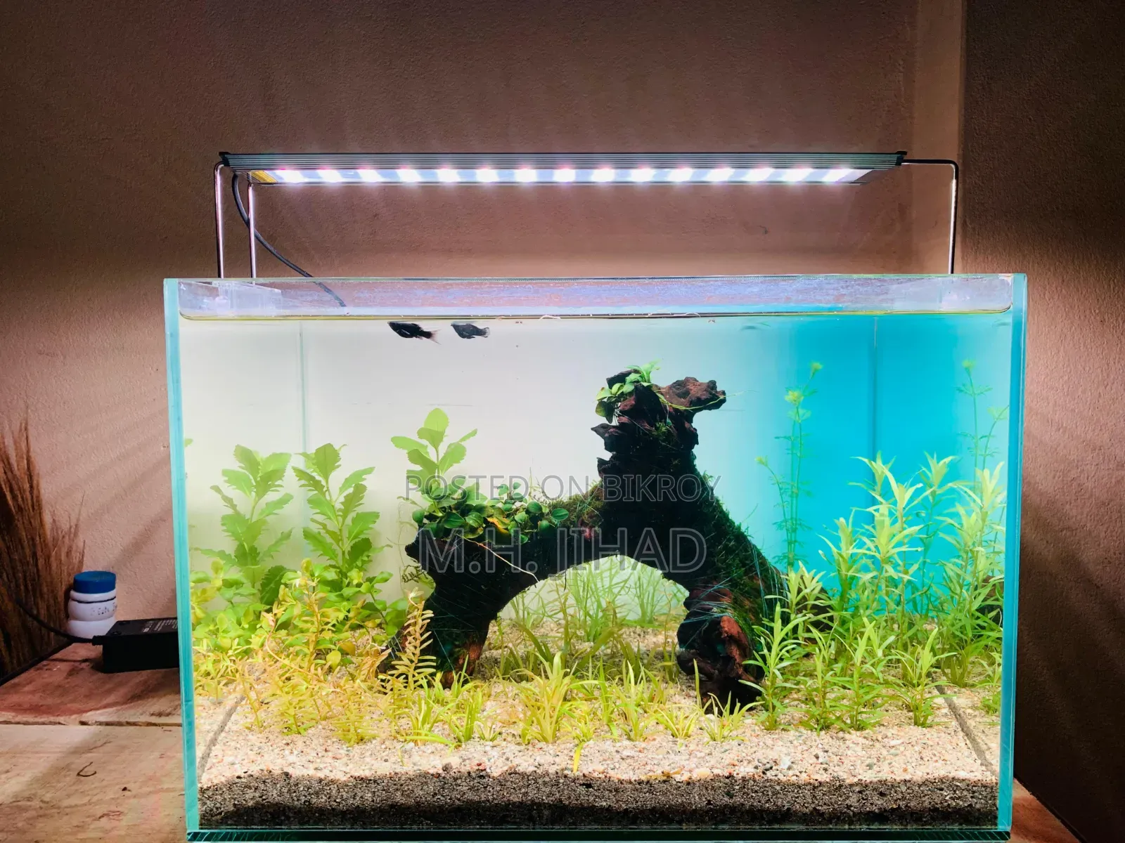Planted Aquarium Setup