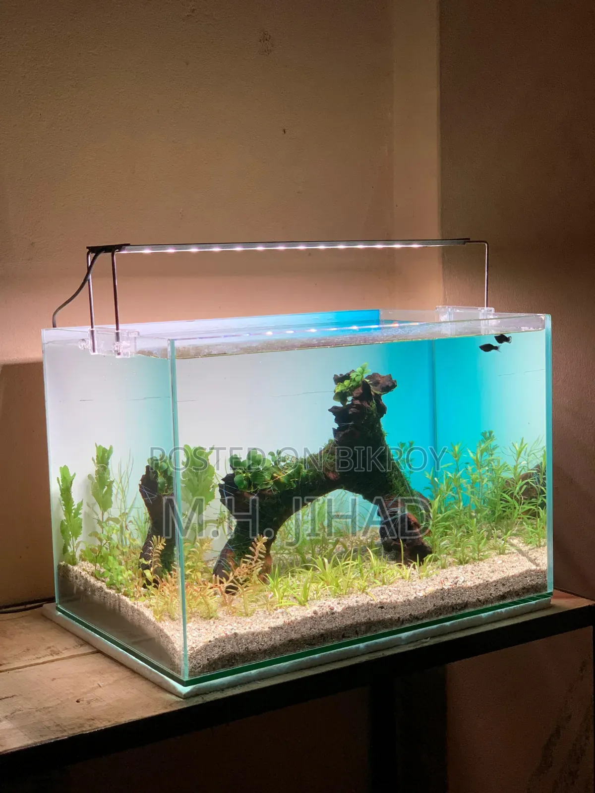 Planted Aquarium Setup