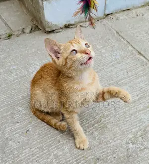 1-3 Months Female Mixed Breed Kitten
