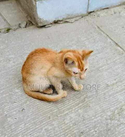 1-3 Months Female Mixed Breed Kitten