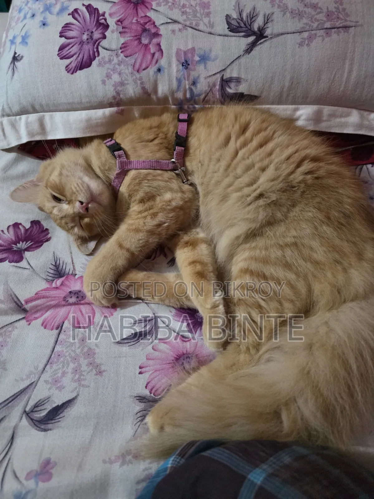 6-12 Months Male Mixed Breed Persian