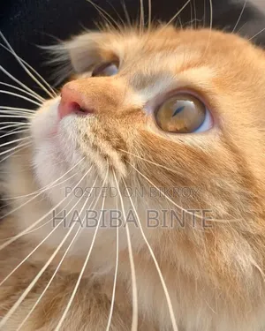 6-12 Months Male Mixed Breed Persian