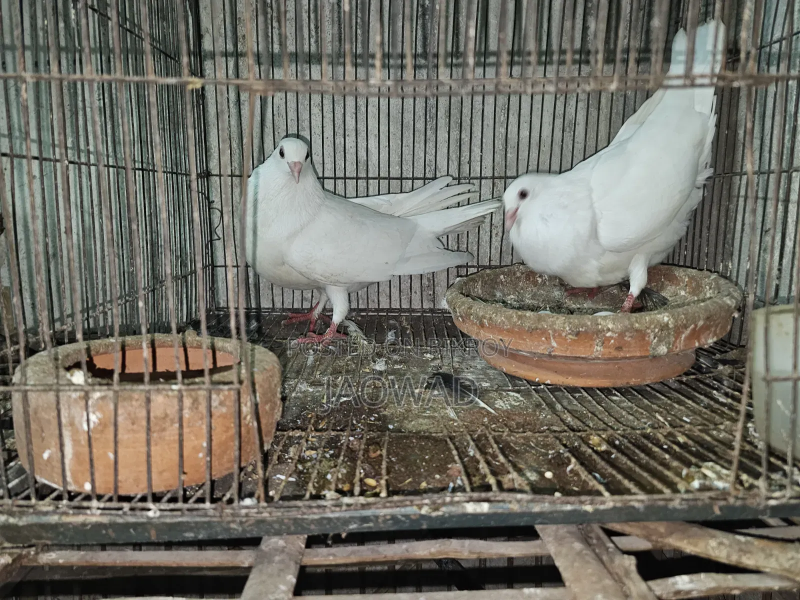 White Huma Pigeon