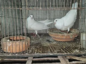 White Huma Pigeon