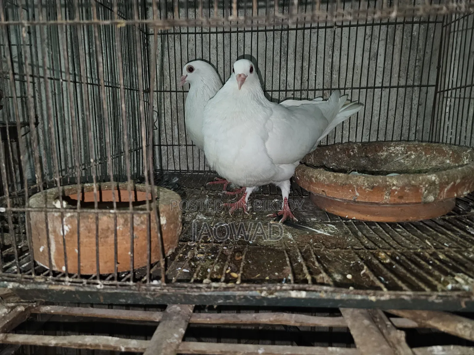 White Huma Pigeon