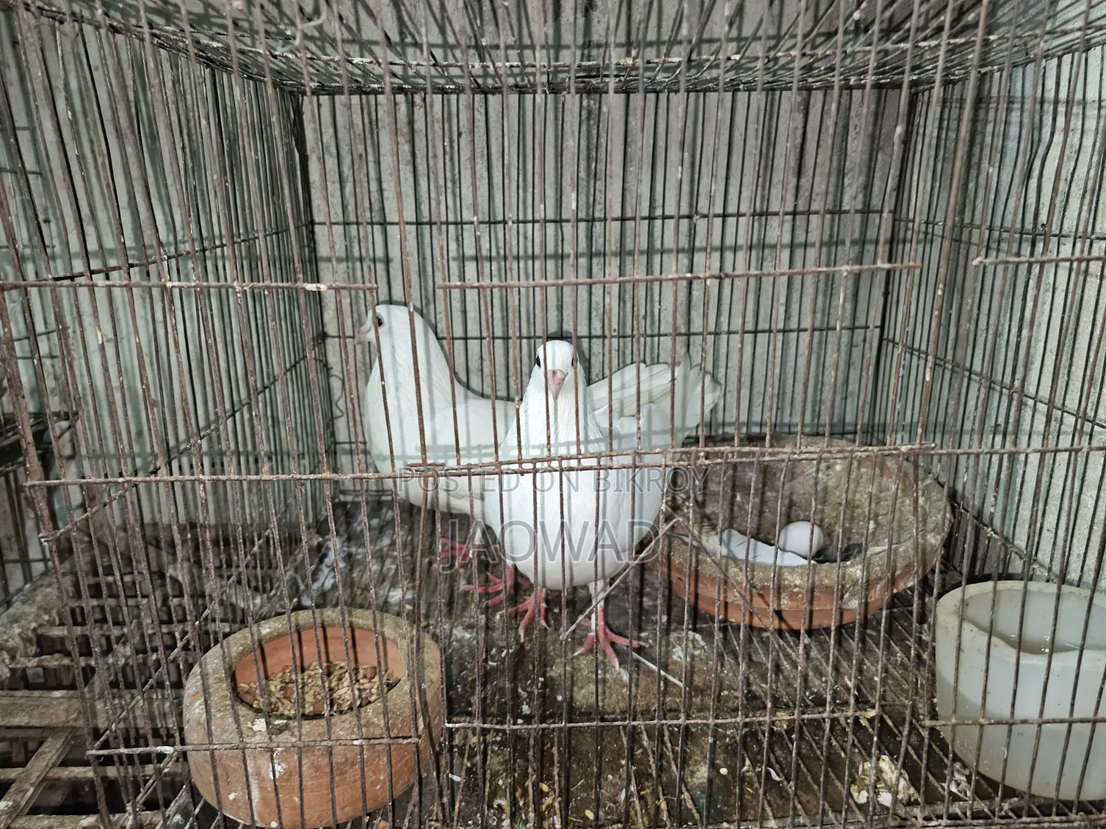 White Huma Pigeon
