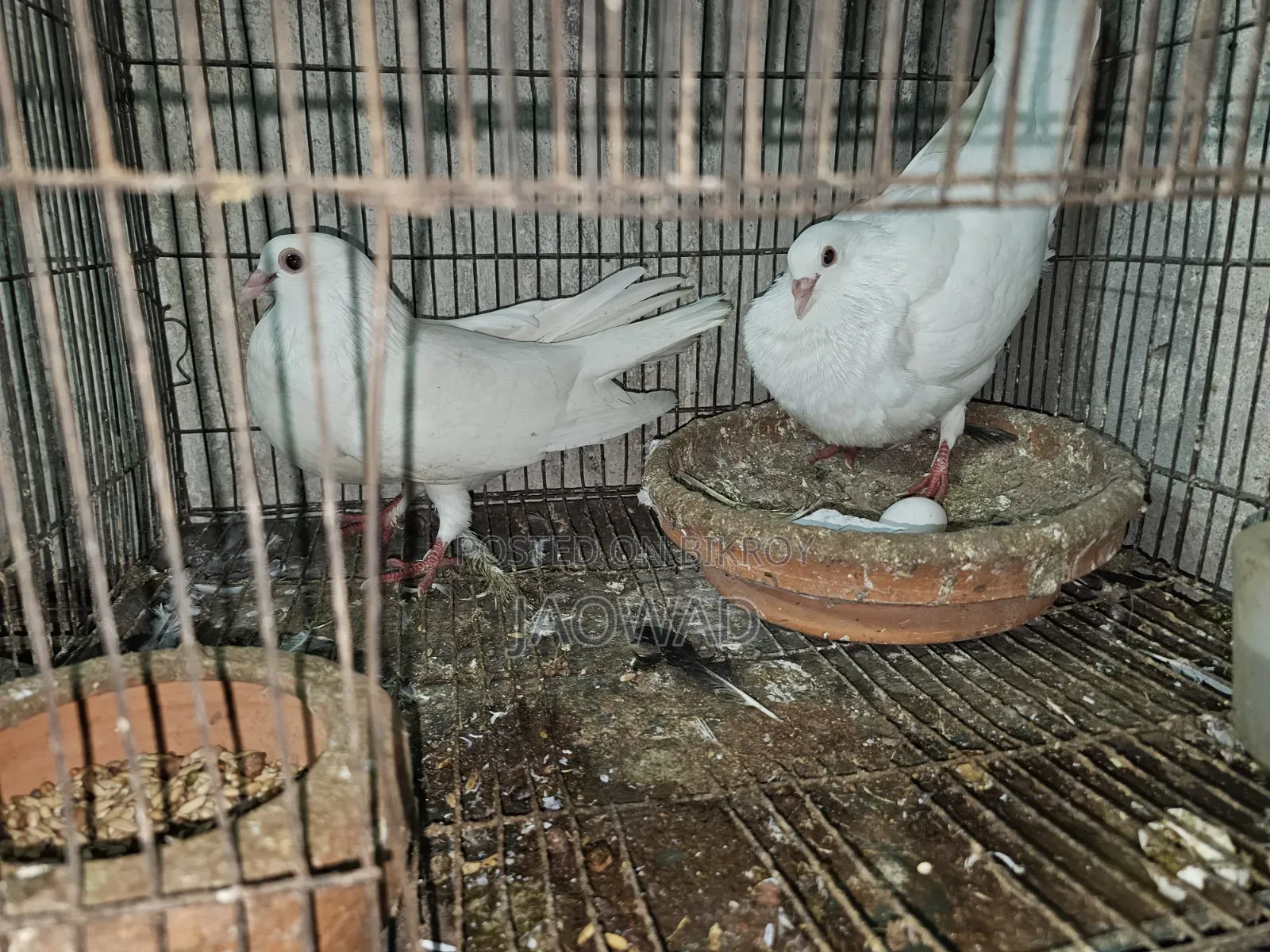 White Huma Pigeon