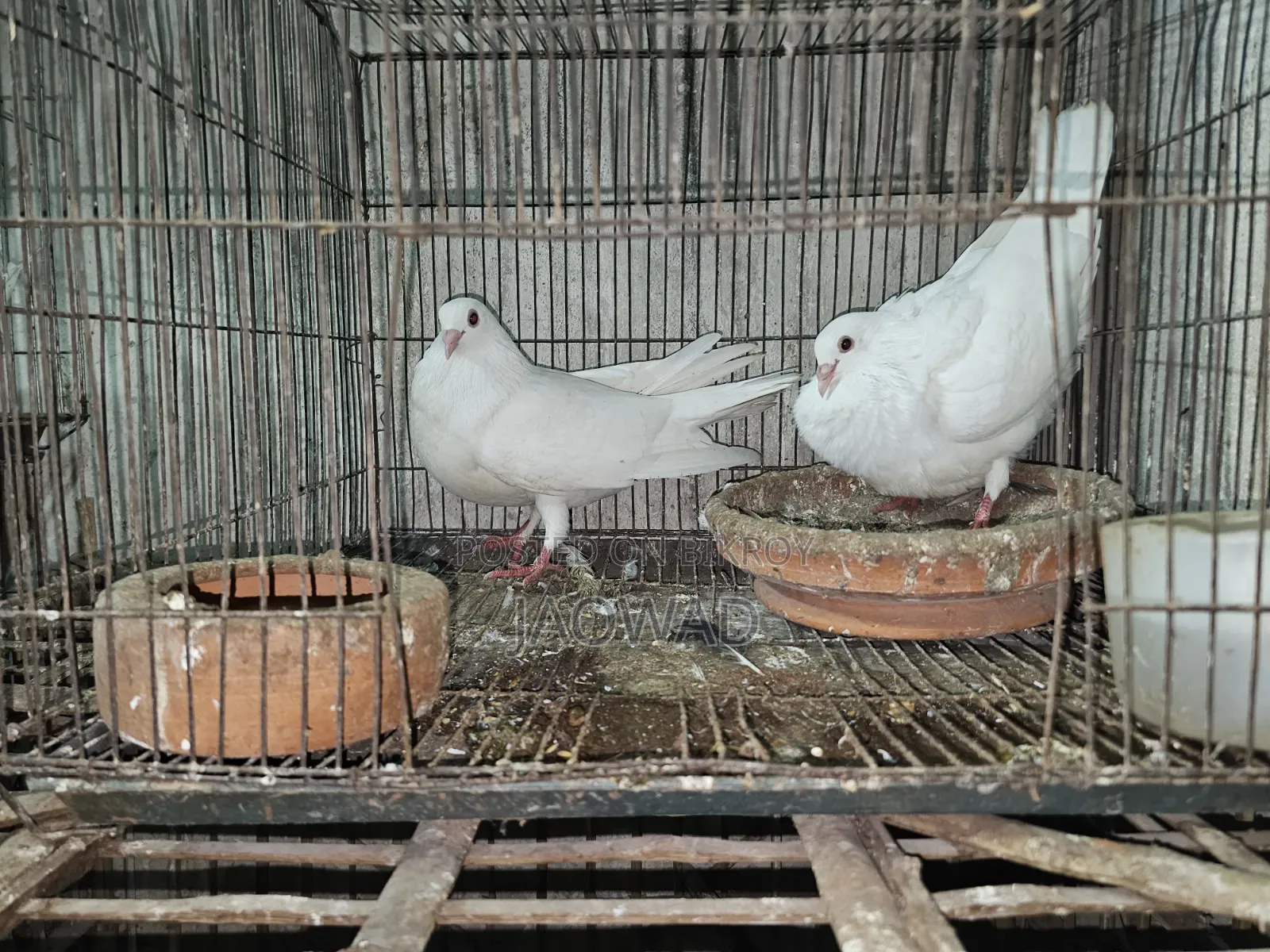 White Huma Pigeon