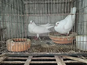 White Huma Pigeon