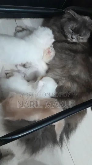 0-1 Month Female Purebred Persian