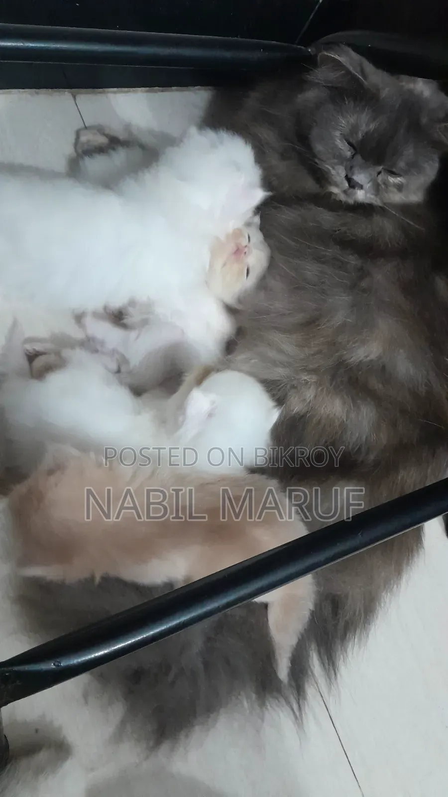 0-1 Month Female Purebred Persian